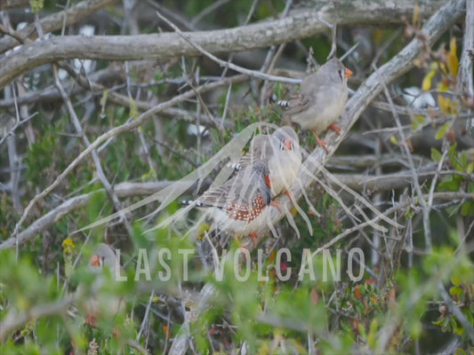 Australian zebra finch - group jumping around in a shrub 4K