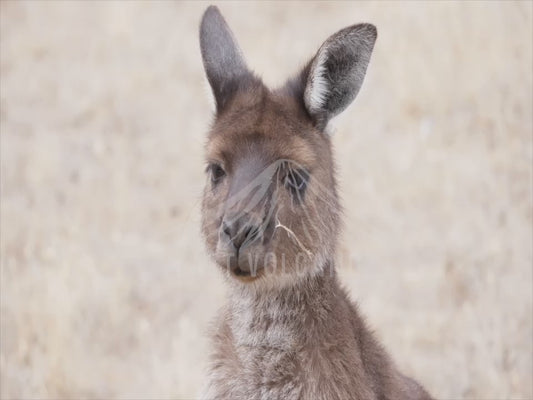 Kangaroo Island Kangaroo - sequence 4K