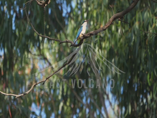 Sacred Kingfisher - calling 4K