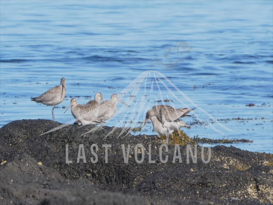 Bar-tailed godwit - perched on rocks at the beach 4K