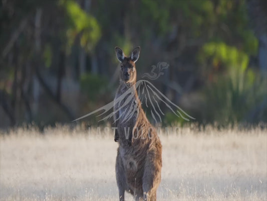 Kangaroo Island Kangaroo - sequence of different animals 4K