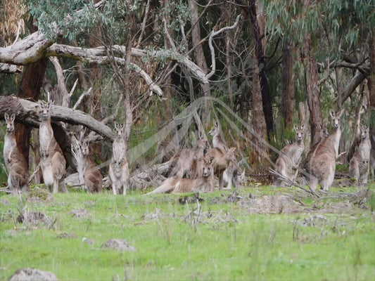 Eastern grey kangaroo - large mob sitting among trees 4K