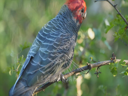 Gang-gang cockatoo - male up close 4K