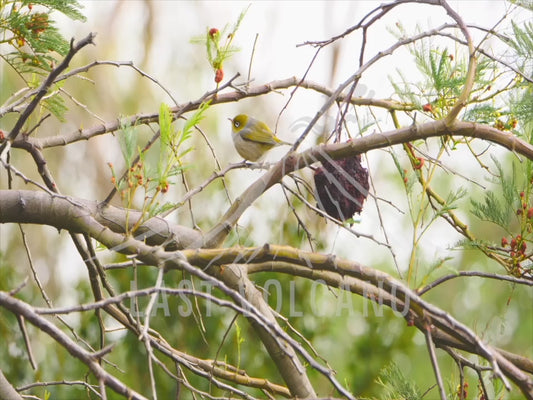 Silvereye - perched in branches 4K