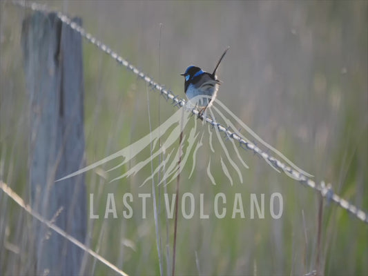 Superb fairywren - male bird perched on barbed wire 4K