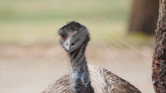 Emu - close up 4K