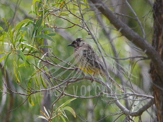 Red wattlebird - perched close up 4K