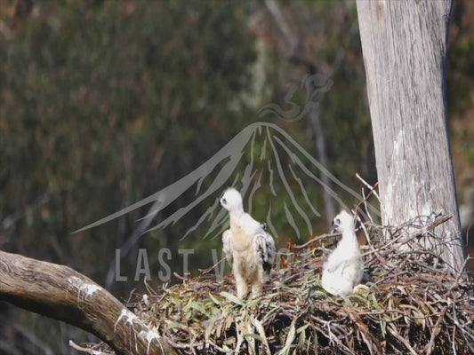 Wedge-tailed eagle - parent feeding two chicks sequence 4K