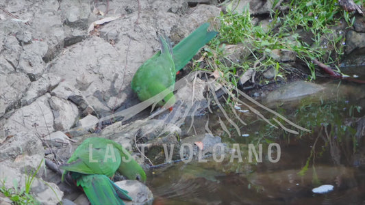 The Australian king parrot is a species of parrot endemic to eastern Australia ranging from Cooktown in Queensland to Port Campbell in Victoria. 