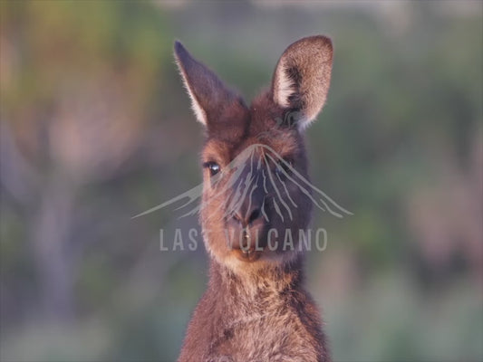 Kangaroo Island Kangaroo - close up sequence 4K