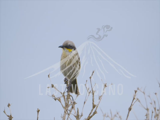 Singing honeyeater - bird perched and calling 4K