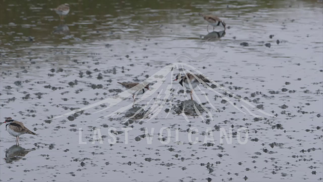 The black-fronted dotterel is a small plover wader in the Charadriidae family.