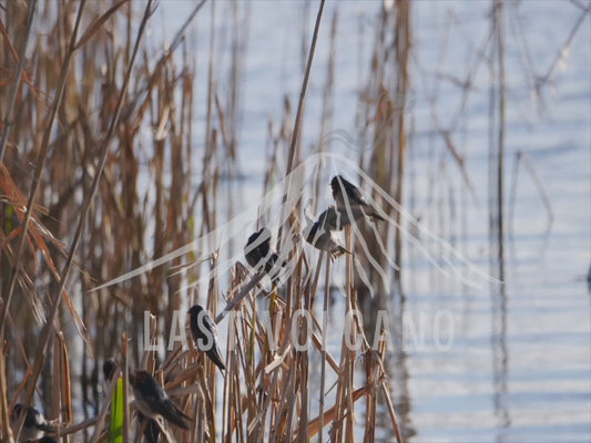 Welcome swallow - group perched on reeds 4K