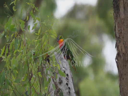 Rainbow lorikeet - two birds perched 4K