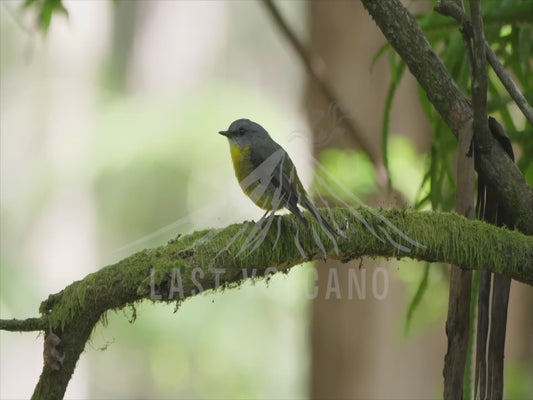 Eastern yellow robin - perched in dense forest 4K