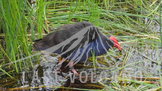 Australasian swamphen - feeding chick sequence 4K