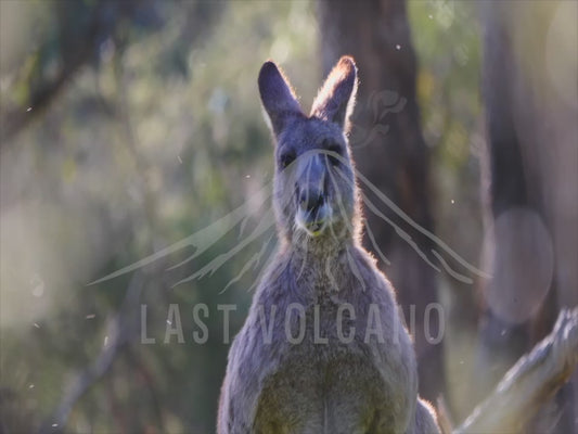 Eastern grey kangaroo - close up of male 4K