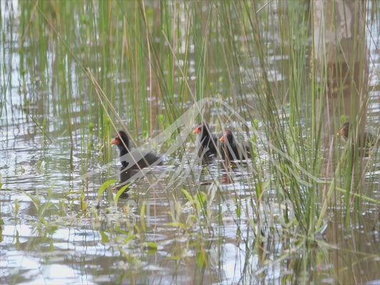 Dusky moorhen - adult and chicks swimming among reeds 4K