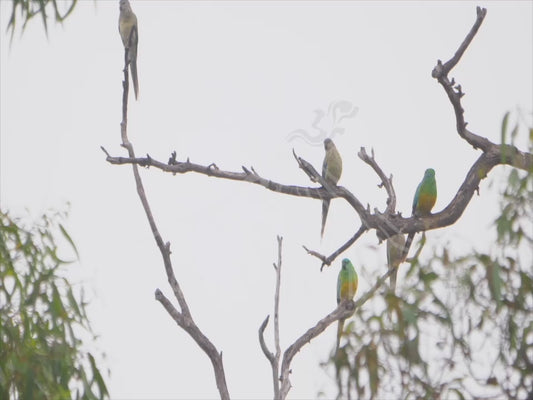 Red-rumped parrot - group perched on dead branches 4K