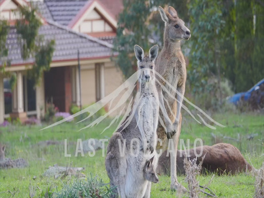 Eastern grey kangaroo - mob standing in front of suburban housing 4K