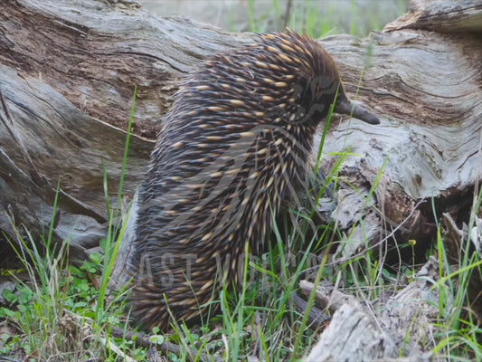 Short-beaked echidna - stretching and scratching itself 4K