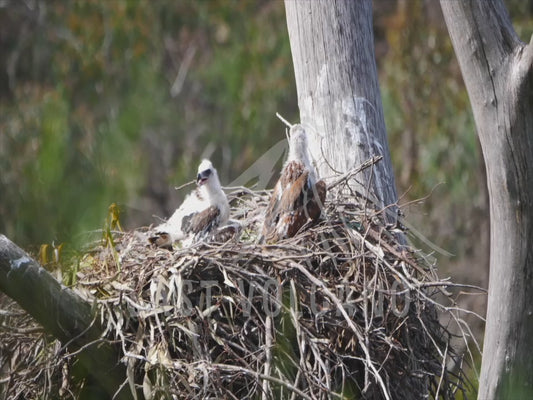 Wedge-tailed eagle - parents feeding two chicks sequence 4K