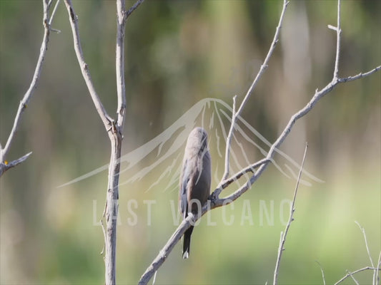 Dusky woodswallow - bird perched sequence 4K