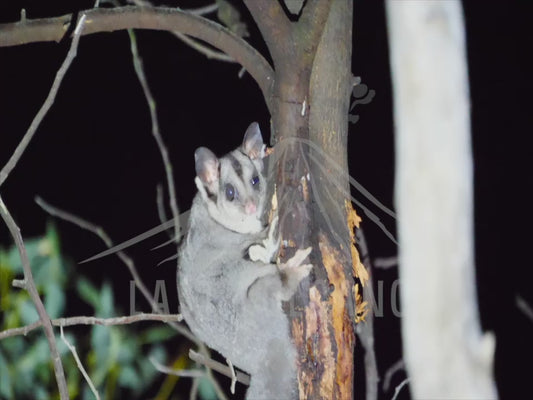 Sugar glider - winking at the camera 4K