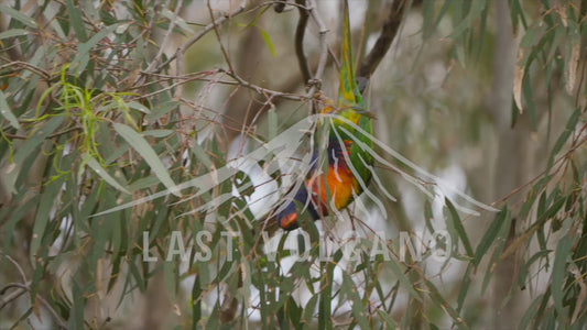 Rainbow lorikeet - hanging upside down in a tree 4K