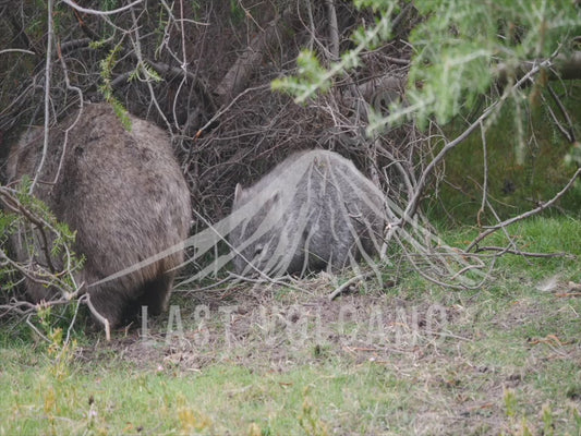 Common wombat - joey exploring 4K