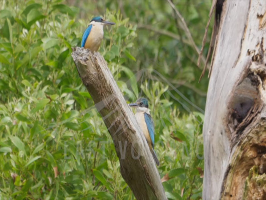 Sacred kingfisher - two birds perched 4K