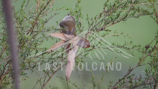 The brown thornbill is a passerine bird usually found in eastern and south-eastern Australia, including Tasmania. It can grow up to 10 cm long, and feeds on insects. 