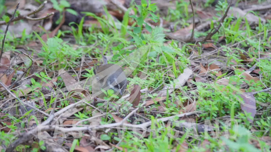 White-browed scrubwren - feeding on the ground 4K