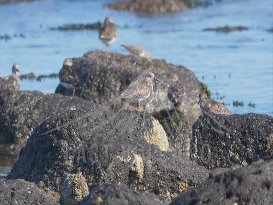 Ruddy turnstone - birds on rocks and foraging the shore 4K