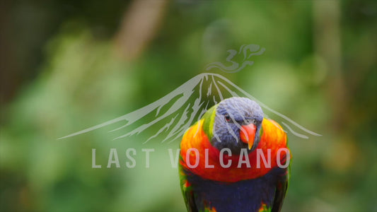 Rainbow lorikeet - close up 4K