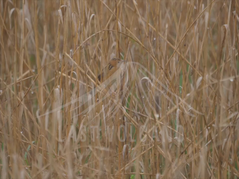 Tiny, sandy-colored bird with short tail and dark-streaked back. Breeding adult males have orange-gold crown. Song a thin, high-pitched, drawn-out buzzing. Inhabits grasslands of northern and eastern Australia, where perches prominently. In similar grassland habitats, Tawny Grassbird has much longer tail. Very similar Zitting Cisticola always has a streaked crown and a very different “tick-tick-tick” song but otherwise almost identical.