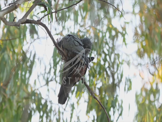 Gang-gang cockatoo - male and female perched 4K