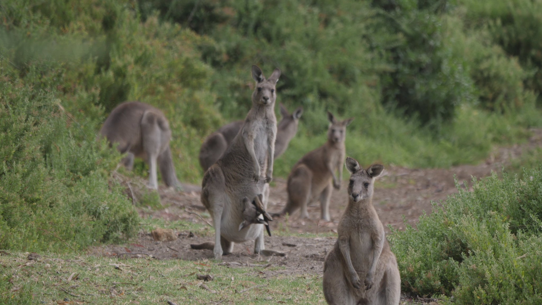 The eastern grey kangaroo is a marsupial found in the eastern third of Australia, with a population of several million. It is also known as the great grey kangaroo and the forester kangaroo. 