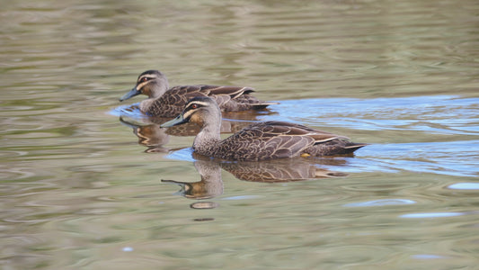 Pacific black duck - two ducks swimming on calm water 4K