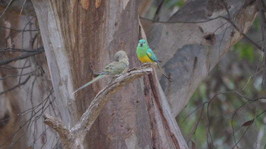 Red-rumped parrot - pair perched 4K