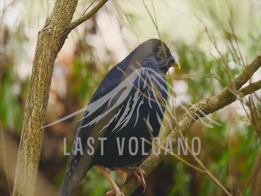 Satin bowerbird - close up of bird perched 4K