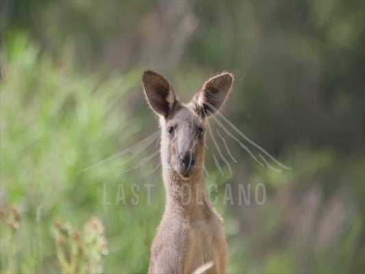 Eastern grey kangaroo - close up 4K