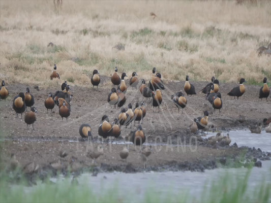 Australian shelduck - flock of ducks 4K