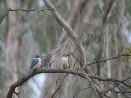 Sacred Kingfisher - two perched on a branch 4K