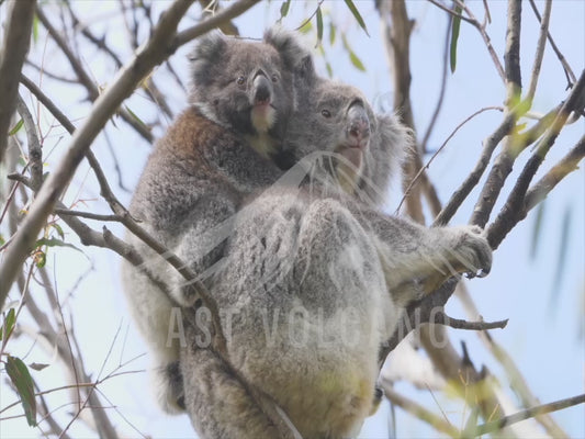 Koala - joey on mums back sequence 4K