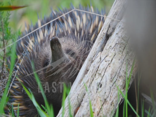 Short-beaked echidna - close up 4K