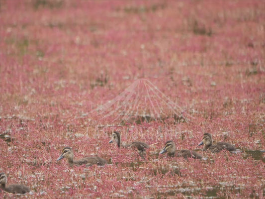 Pacific black duck - family swimming across a red algae lake 4K