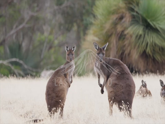 Kangaroo Island Kangaroo - two animals sequence 4K