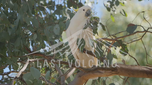 Sulphur-crested cockatoo - close up 4K