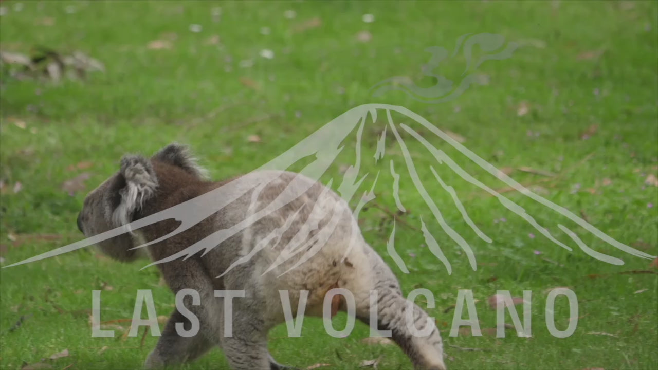 Koala walking and sitting down on the ground